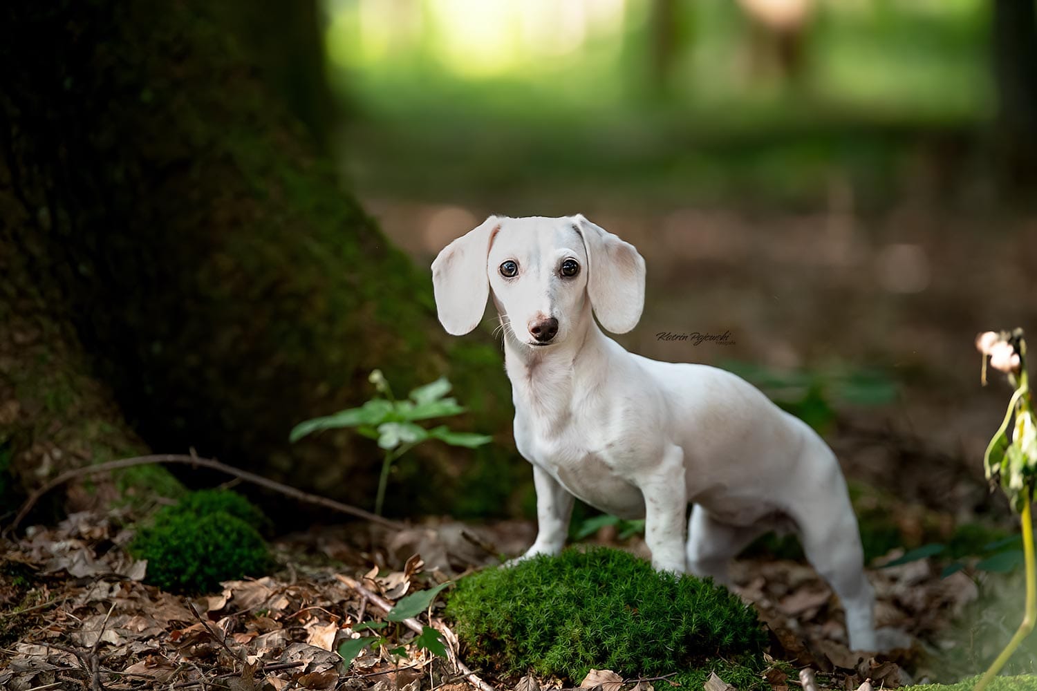Amerikanische Zwergdackelzucht of true velvet