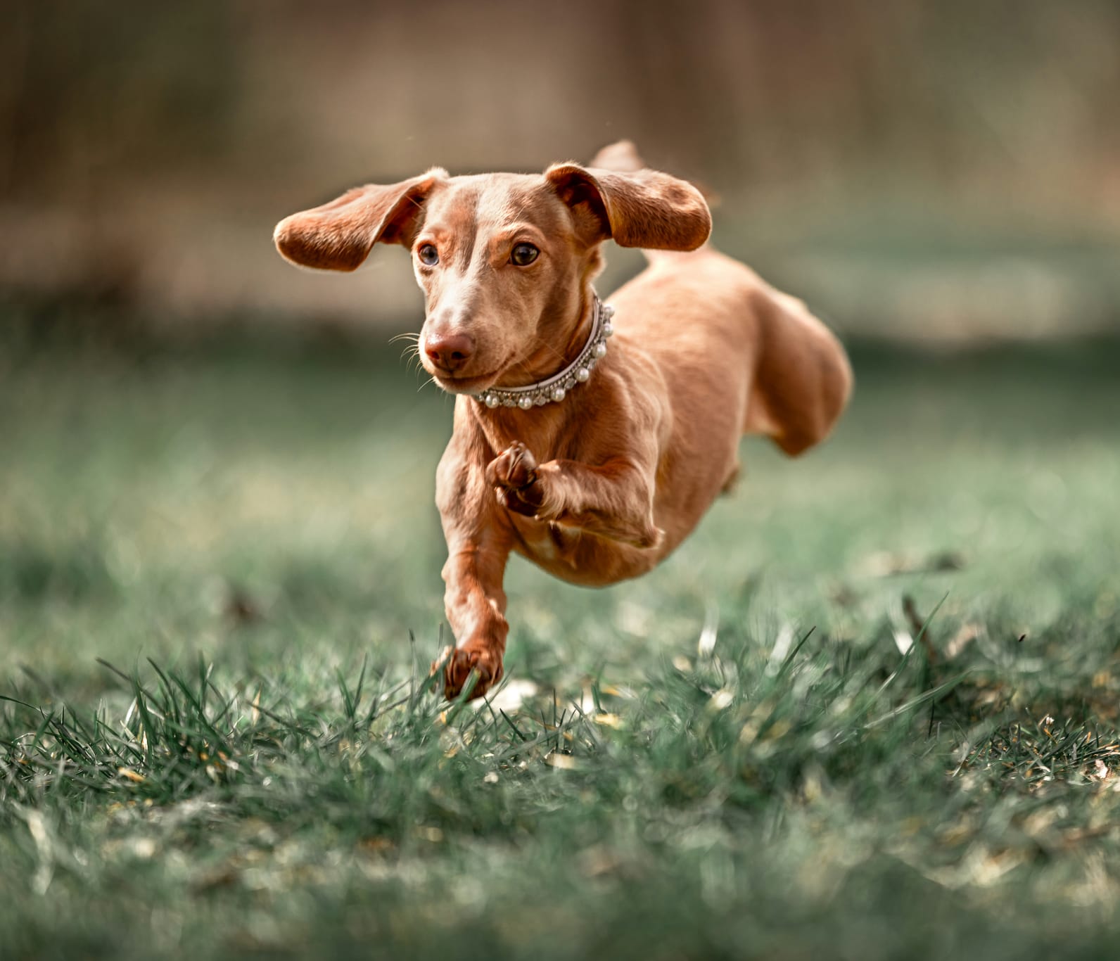 Amerikanische Zwergdackelzucht of true velvet