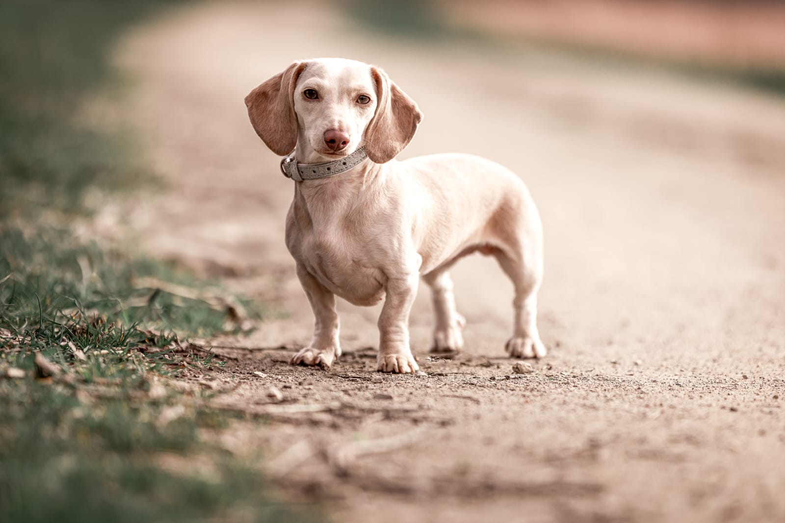 Amerikanische Zwergdackelzucht of true velvet