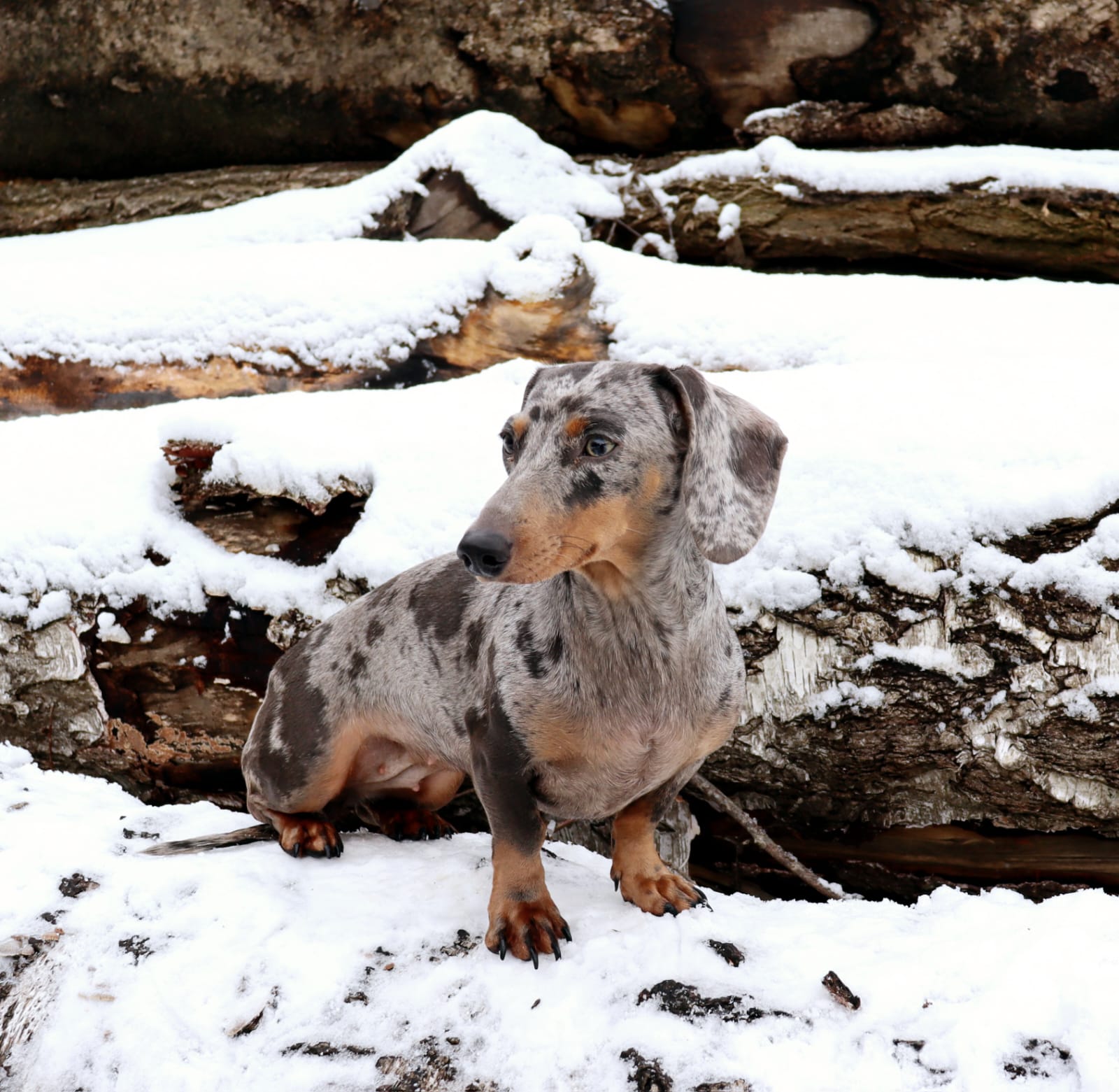 Amerikanische Zwergdackelzucht of true velvet