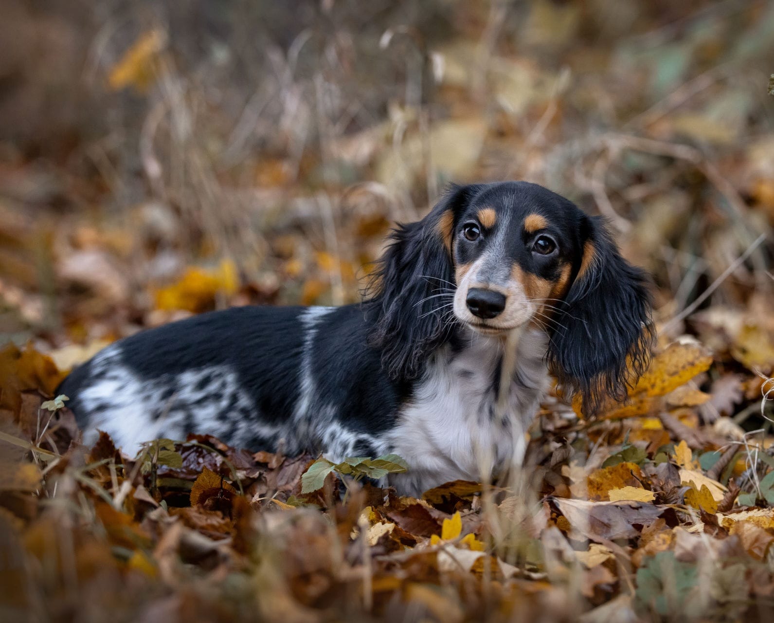 Amerikanische Zwergdackelzucht