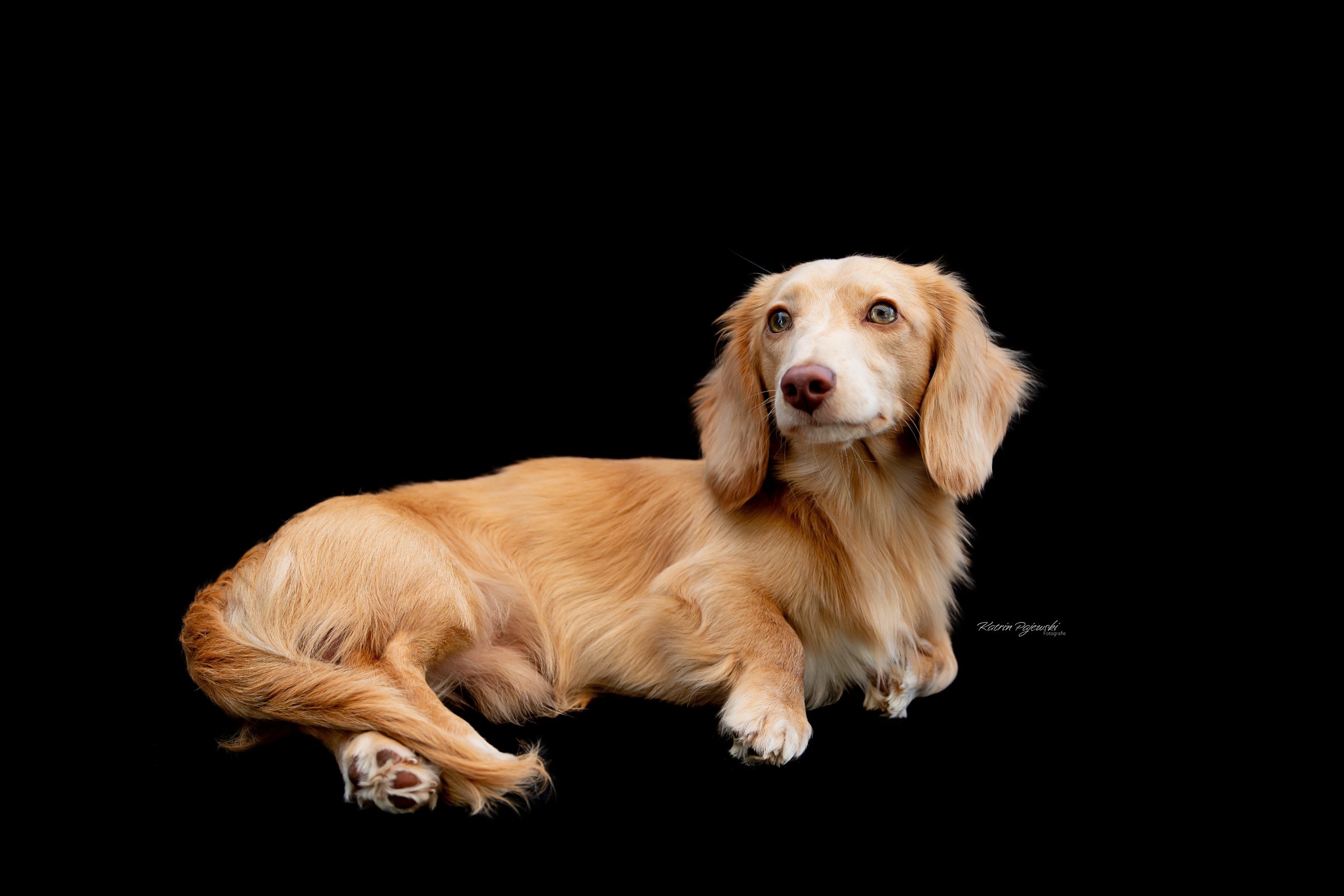 Dackel Platz Liegen Print